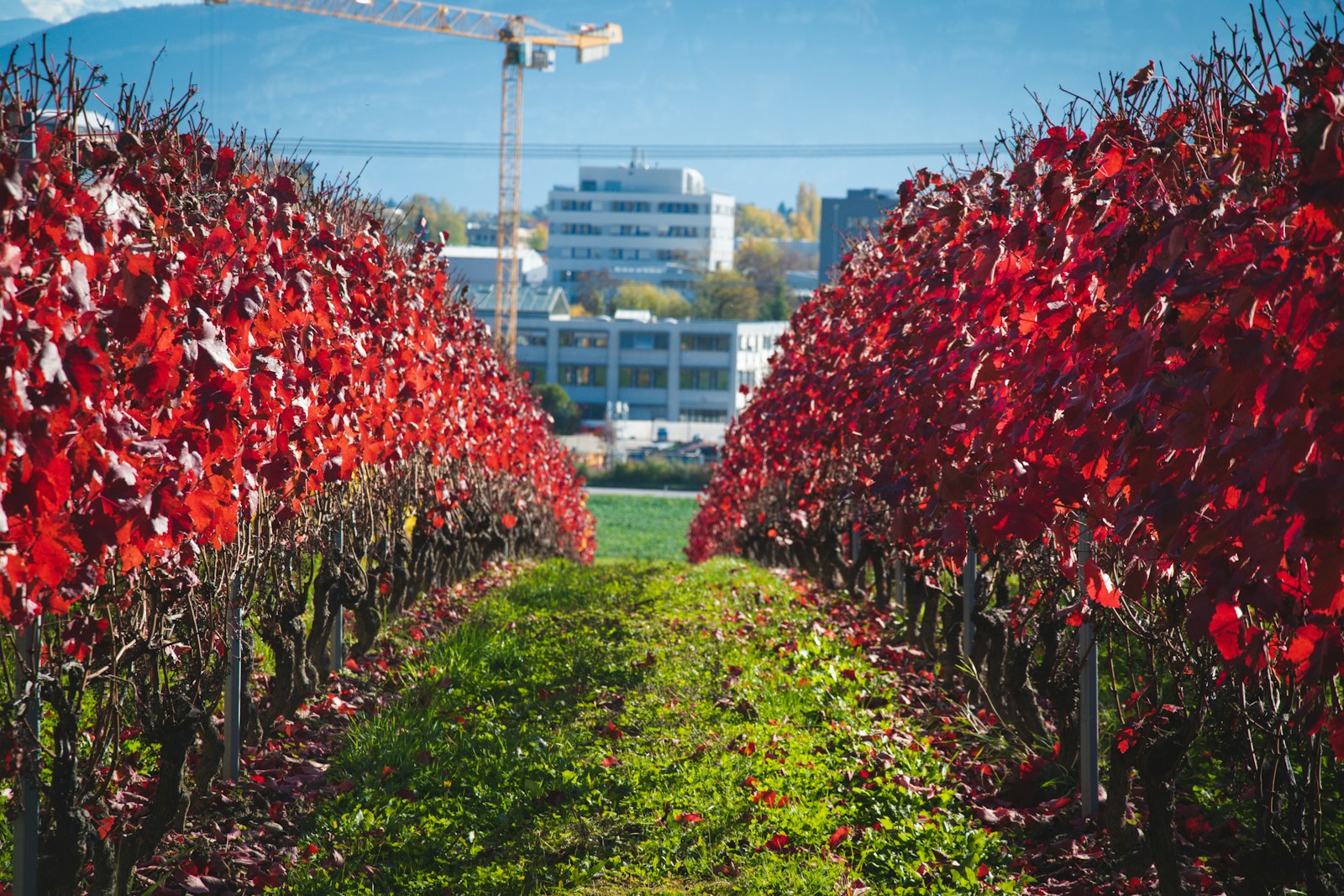 Photo by Antonio Vivace a field of red flowers with a crane in the background